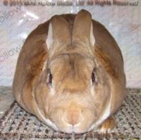 Ulysses (amber) Sherlock X Speedy