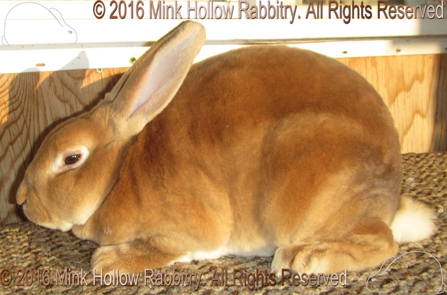 bambi-2016-11-14_17-48-12_wm.jpg