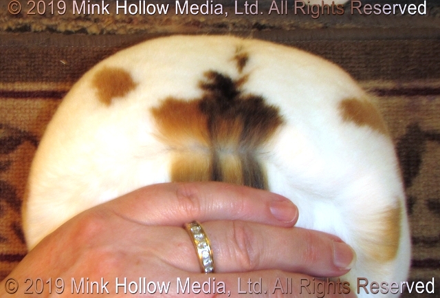 trigger-2019-06-02-17-52-33_wm.jpg