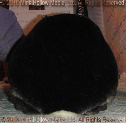 yhc1-2016-11-28_19-54-37_wm.jpg